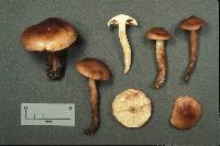 Tricholoma transmutans image