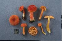 Hygrocybe squamulosa image