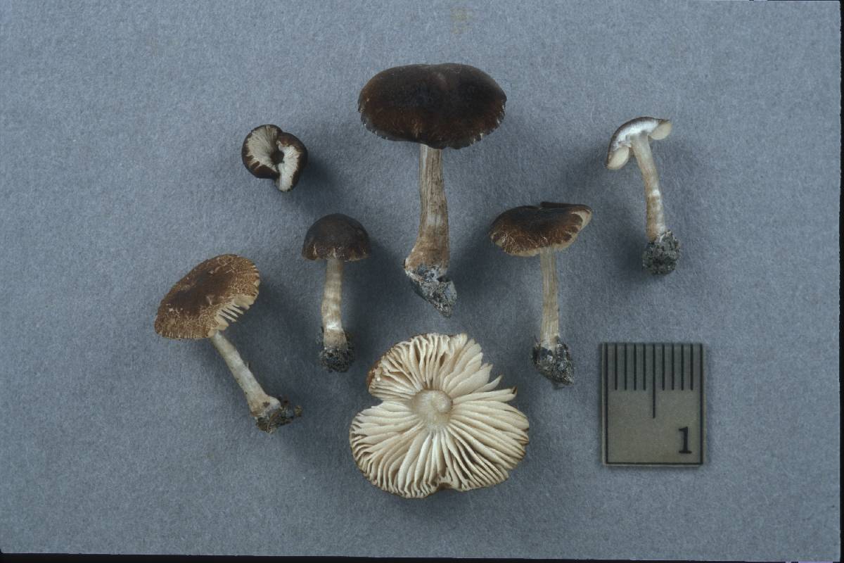 Pluteus luctuosus image