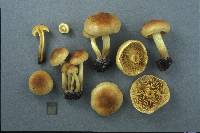 Pholiota spumosa image