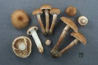 Armillaria ostoyae image