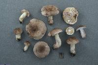 Lactarius uvidus image