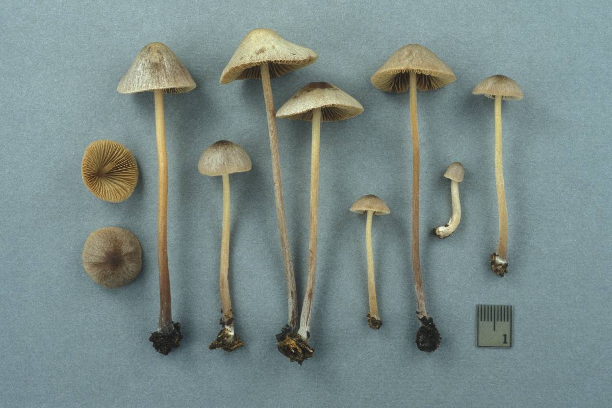 Conocybe murinacea image