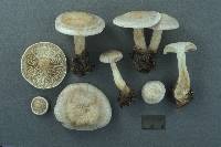 Clitocybe phyllophila image