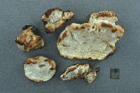 Postia fragilis image