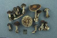 Agrocybe firma image