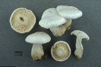 Clitocybe robusta image