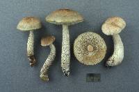 Leccinum rimulosum image