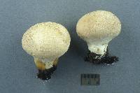 Lycoperdon ericaeum image