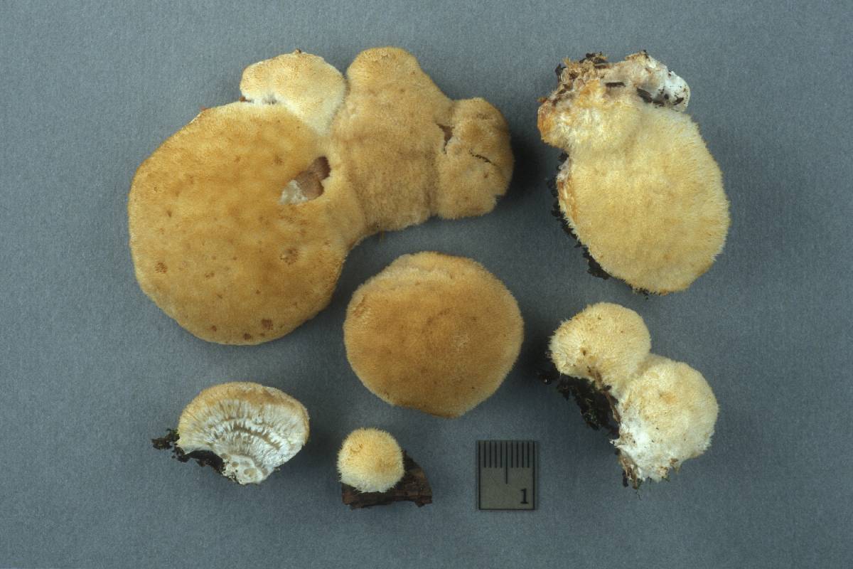 Postia ptychogaster image