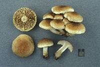 Pholiota mixta image