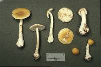 Amanita praecox image