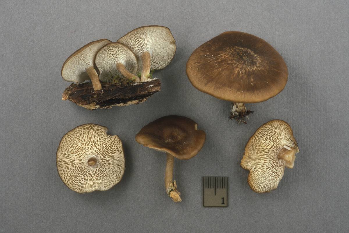 Polyporus longiporus image