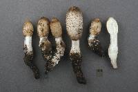 Coprinus sterquilinus image