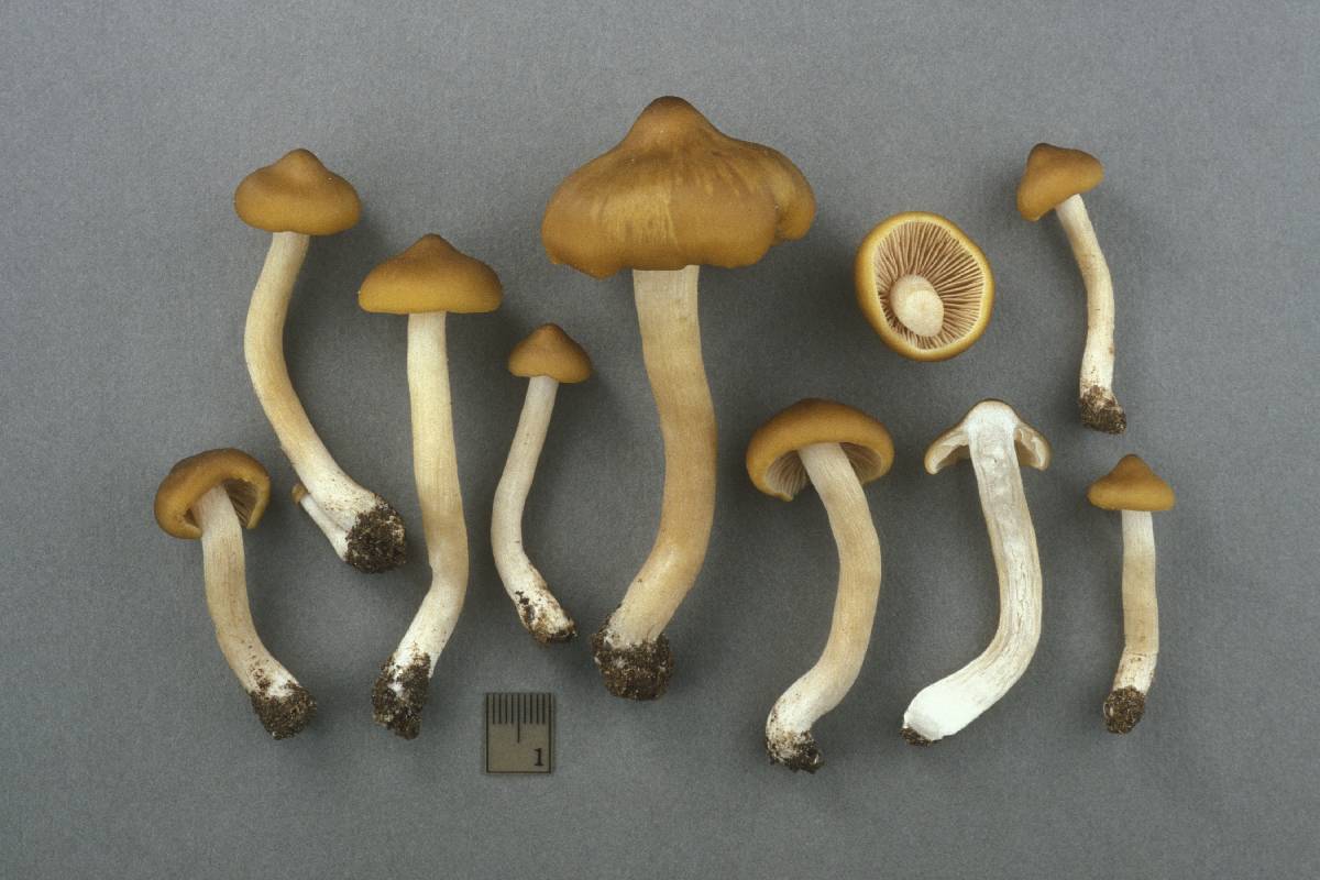 Entoloma fumosoluteum image