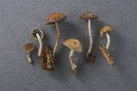 Psathyrella parvifibrillosa image