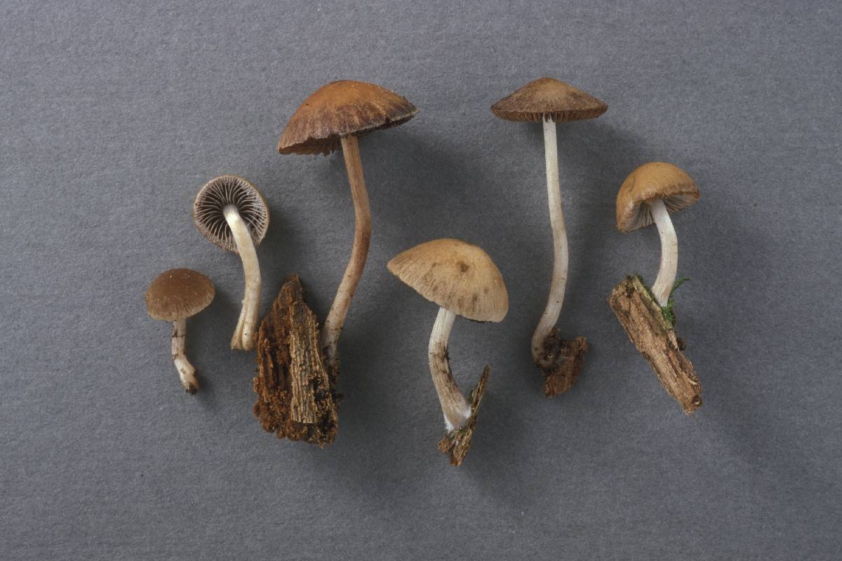 Psathyrella parvifibrillosa image