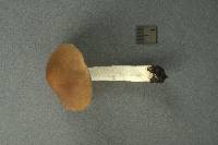 Psathyrella larga image