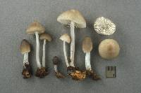 Mycena niveipes image