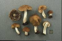 Psathyrella larga image