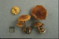 Xeromphalina tenuipes image