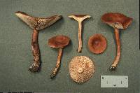 Lactarius rufus image