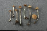 Conocybe cyanopus image