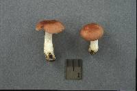 Russula puellaris image