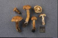 Inocybe subochracea image