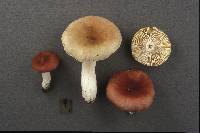 Russula lateritia image