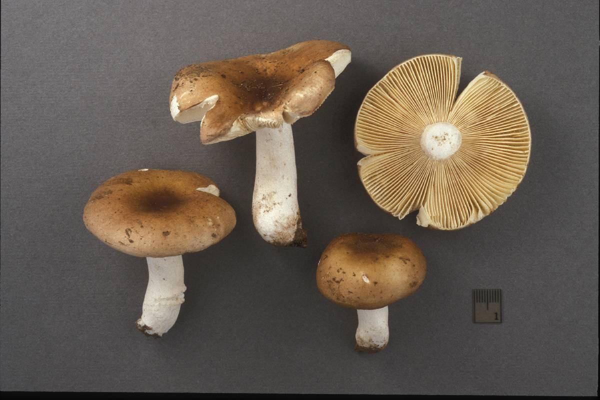 Russula lateritia image