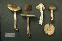 Tricholoma davisiae image