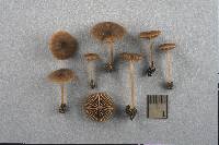 Entoloma rusticoides image