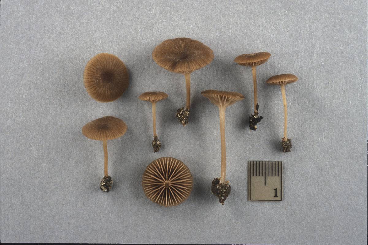 Entoloma rusticoides image