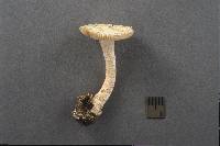 Amanita pseudovolvata image