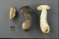 Leccinum melaneum image