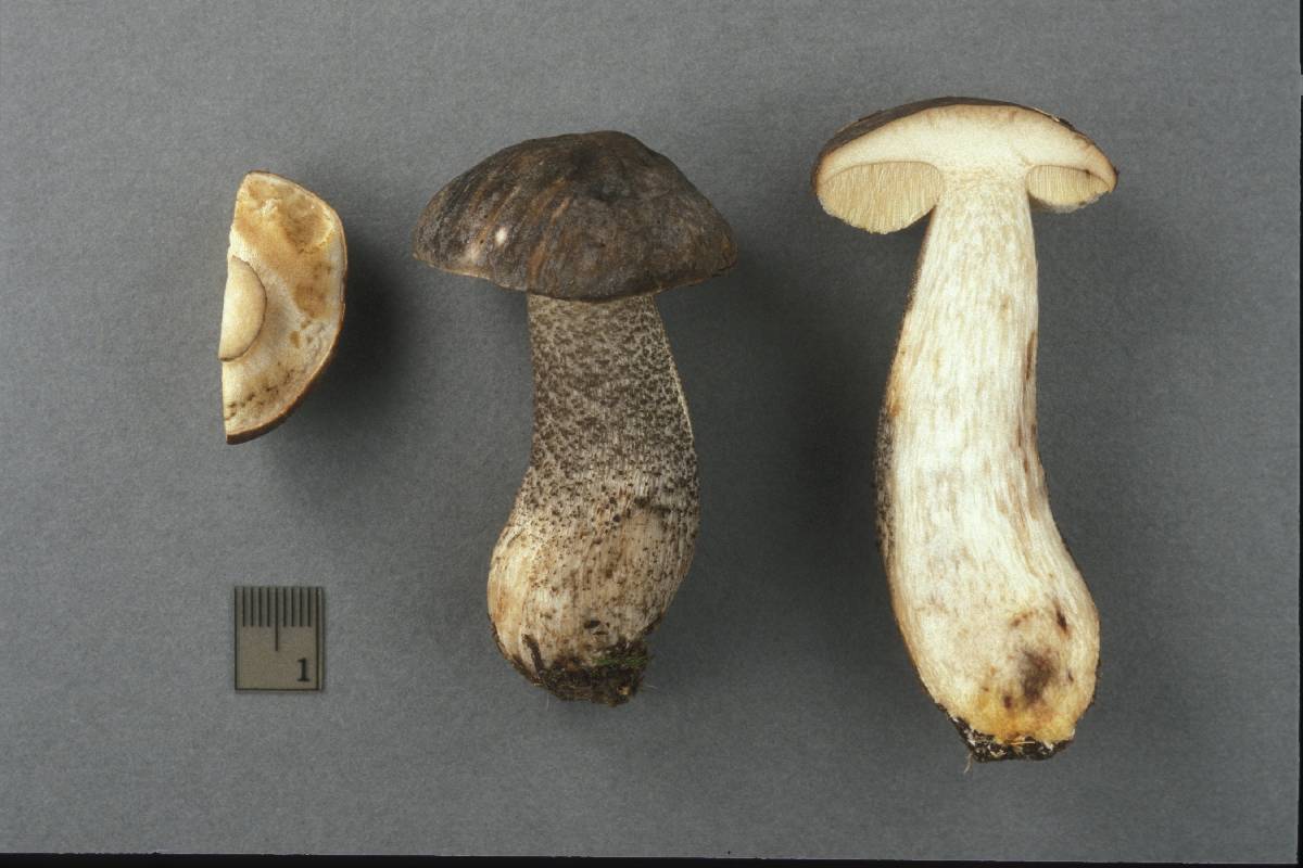 Leccinum melaneum image