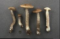 Leccinum rimulosum image