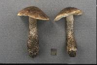 Leccinum melaneum image