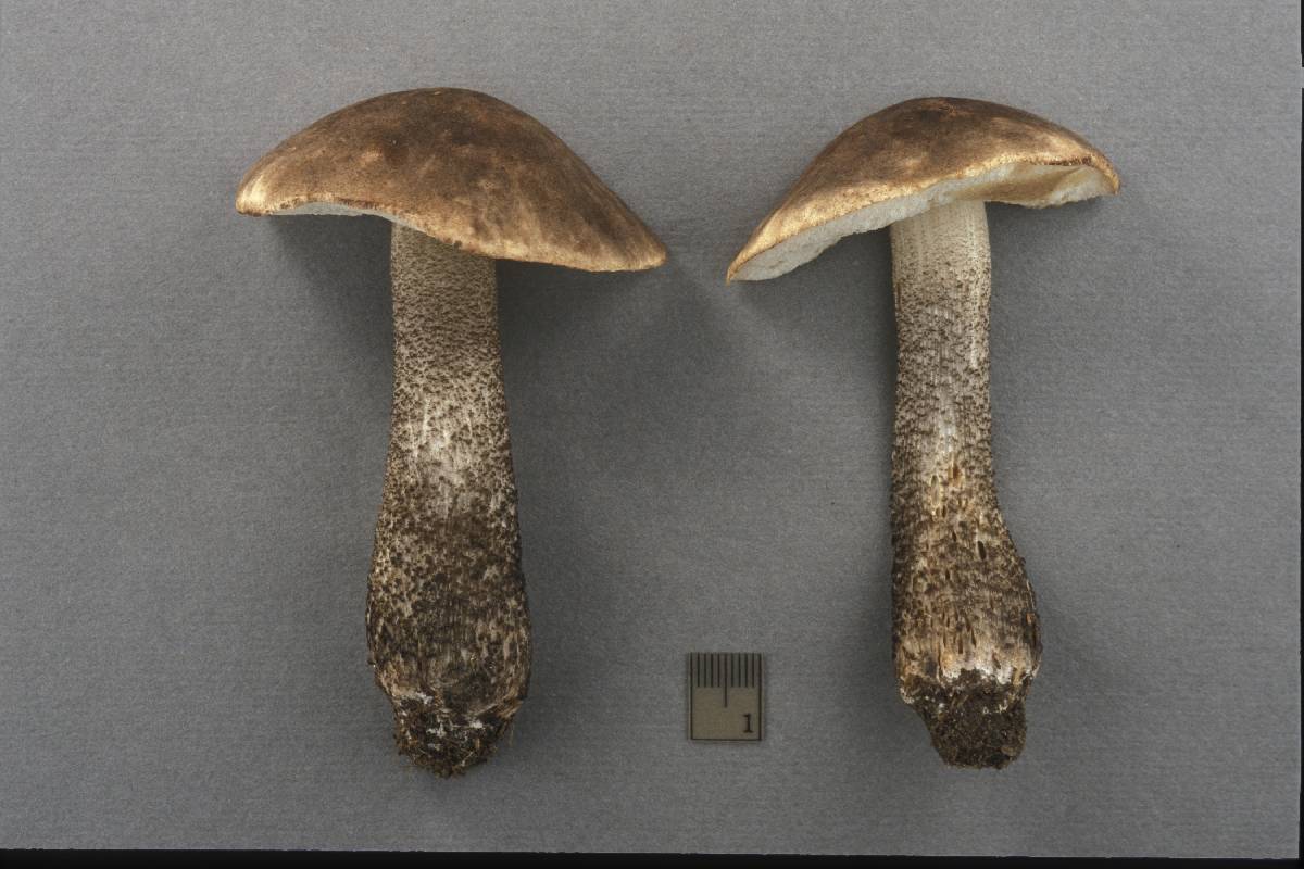Leccinum melaneum image