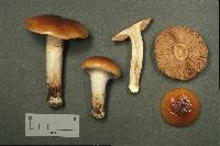 Cortinarius mucosus image