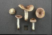 Russula versicolor image