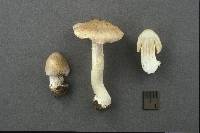 Inocybe inamoena image