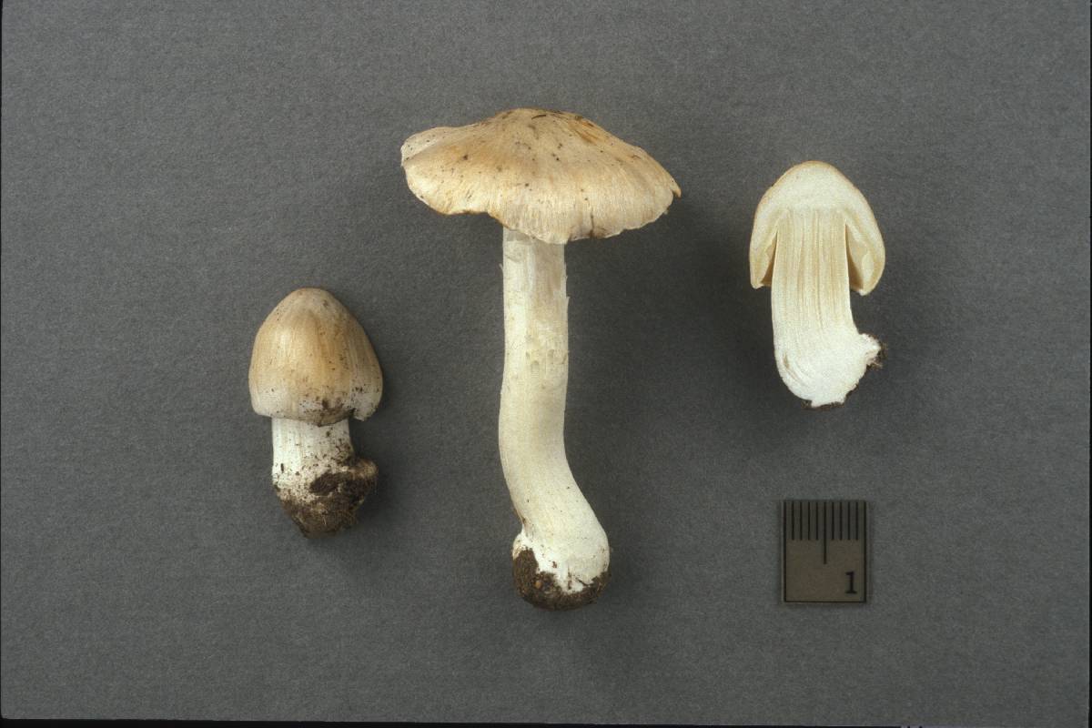 Inocybe inamoena image