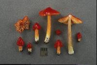 Hygrocybe cuspidata image