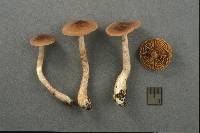 Cortinarius fulvescens image