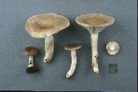 Lactarius cinereus image