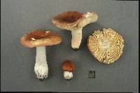 Russula lateritia image