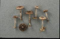 Psilocybe phyllogena image