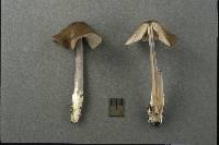 Entoloma griseocyaneum image